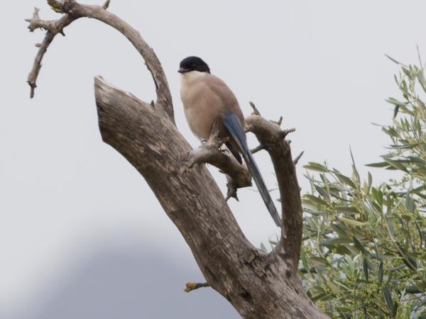 <h3><a href="/trips/extramadura/biota/animalia/chordata/aves/040 passeriformes/054 corvidae/cyanopica cooki/cyanopica cooki-nl.html">Cyanopica&nbsp;cooki</a> / Iberian&nbsp;magpie / Blauwe&nbsp;ekster</h3>OM-1 Mark II met OLYMPUS M.150-400mm F4.5 TC, 1/2000 sec  bij F5.6, ISO 1250, afstand 54.3&nbsp;m
